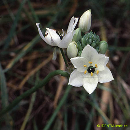 Ornithogalum arabicum