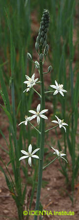 Ornithogalum narbonense(2)