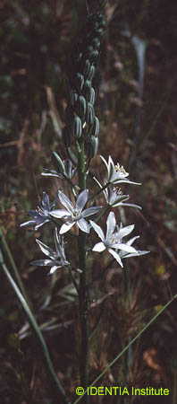 Ornithogalum narbonense