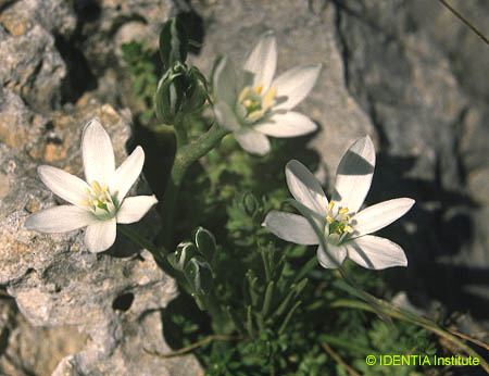 Ornithogalum umbellatum