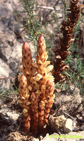 Orobanche amethystea(2)