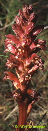 Orobanche amethystea