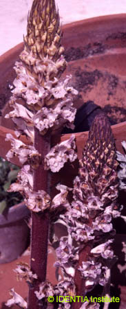 Orobanche crenata