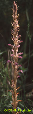 Orobanche hederae