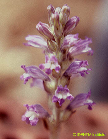 Orobanche ramosa
