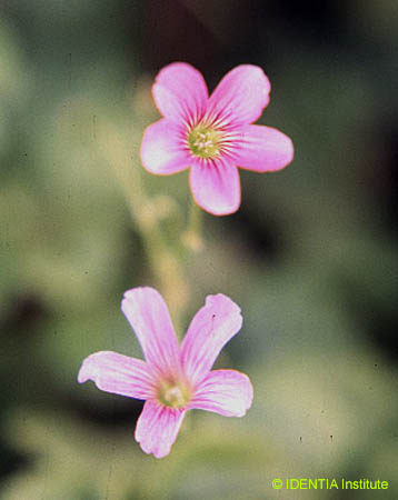 Oxalis articulata