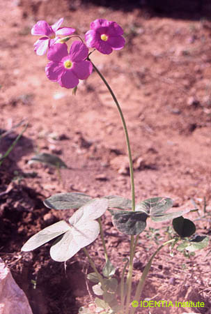 Oxalis latifolia