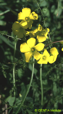 Oxalis pes-caprae
