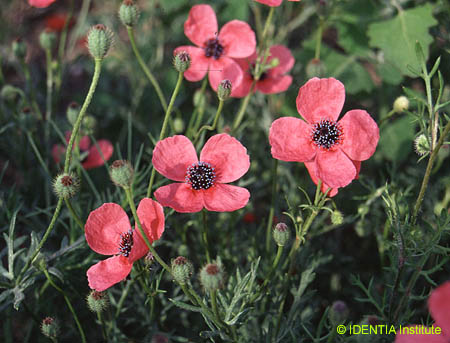 Papaver hybridum