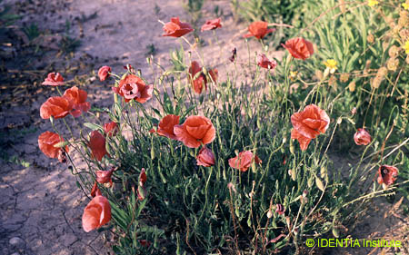 Papaver rhoeas