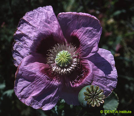 Papaver somniferum setigerum
