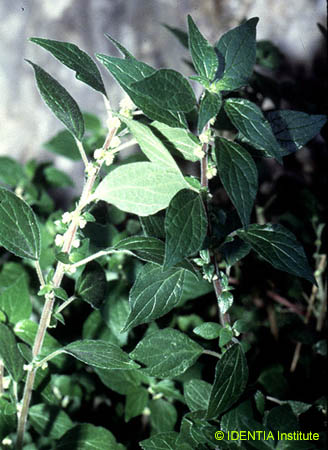 Parietaria judaica(2)