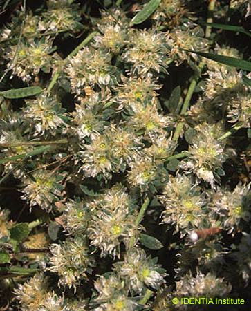 Paronychia argentea(2)