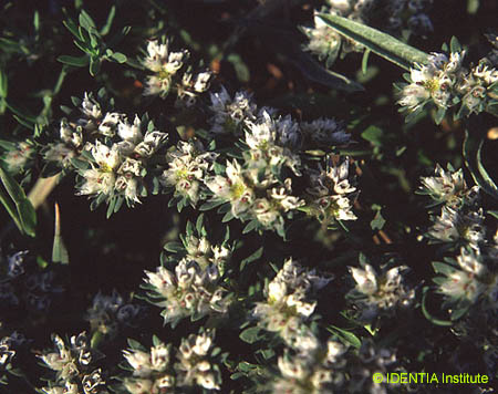 Paronychia argentea