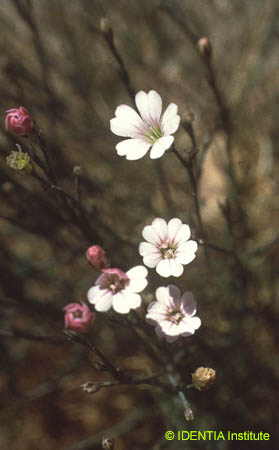 Peptrorhagia saxifraga(2)