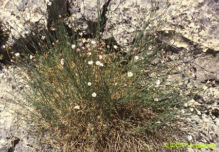 Petrorhagia saxifraga