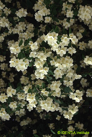 Philadelphus coronarius