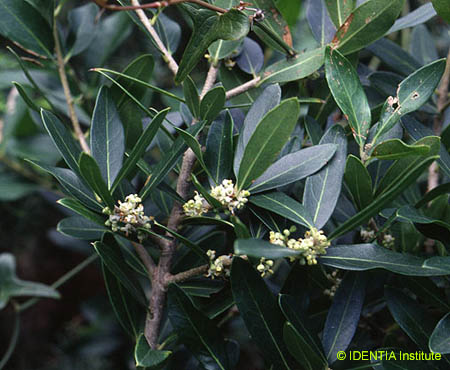 Phillyrea latifolia(2)