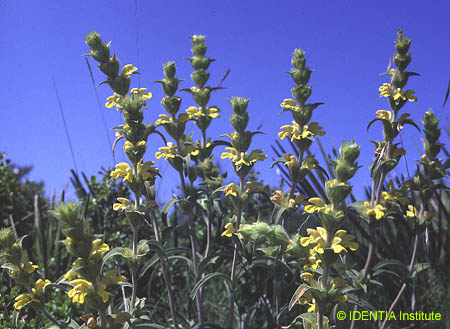 Phlomis lychnitis