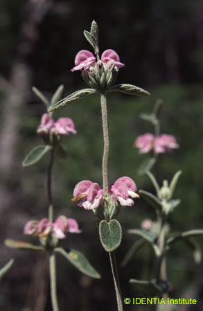 Phlomis purpurea