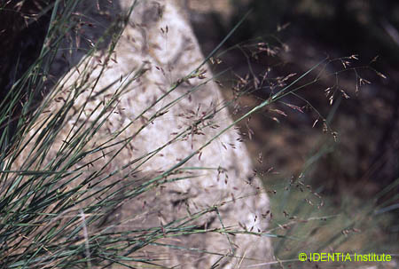 Piptatherum coerulescens(2)