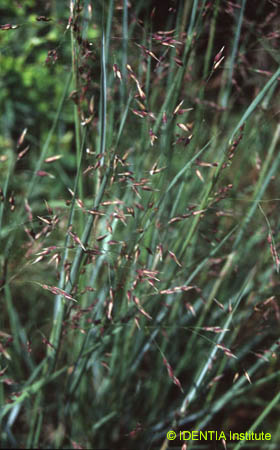 Piptatherum coerulescens