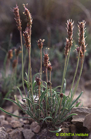 Plantago albicans(2)
