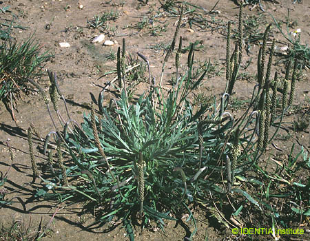Plantago coronopus