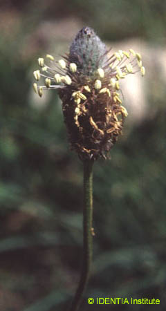 Plantago lagopus(2)