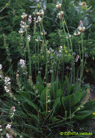 Plantago lagopus