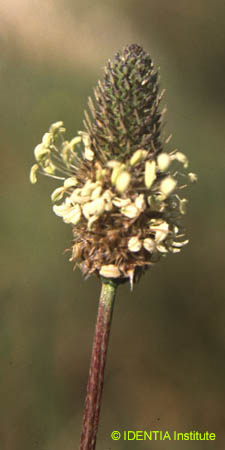 Plantago lanceolata
