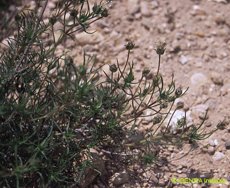Plantago sempervirens