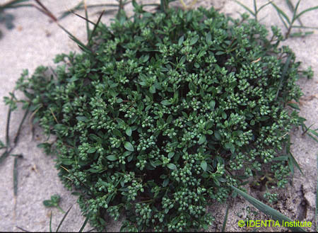 Polycarpon tetraphyllum