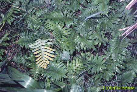 Polypodium cambricum(2)