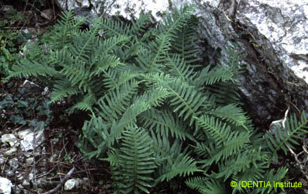 Polypodium cambricum