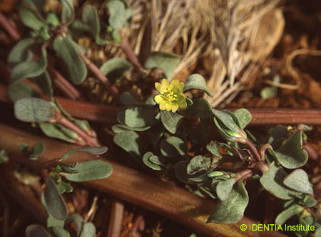 Portulaca oleracea