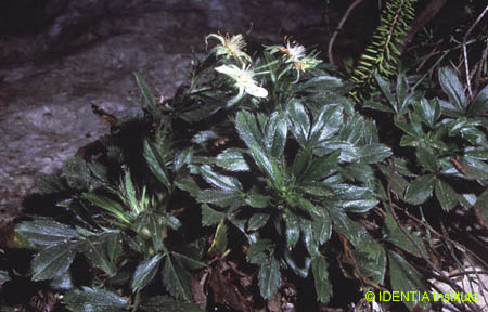 Potentilla caulescens
