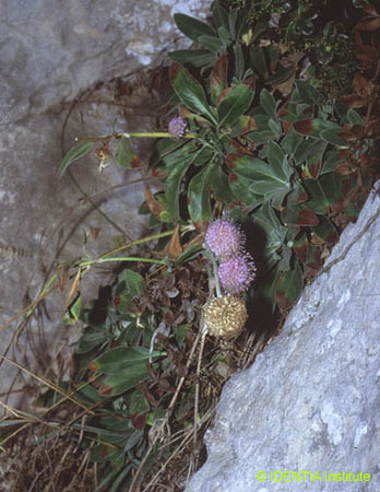 Pseudoscabiosa saxatilis(2)