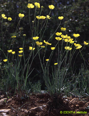 Ranunculus gramineus
