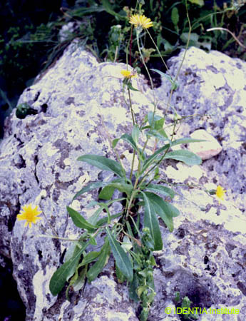 Reichardia intermedia