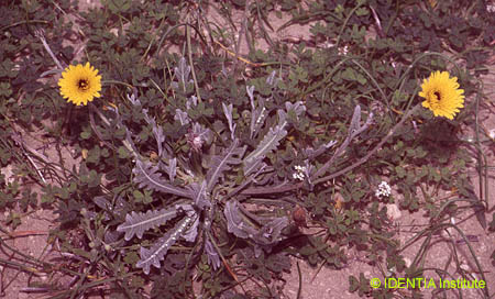 Reichardia tingitana