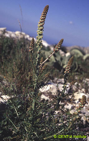 Reseda paui