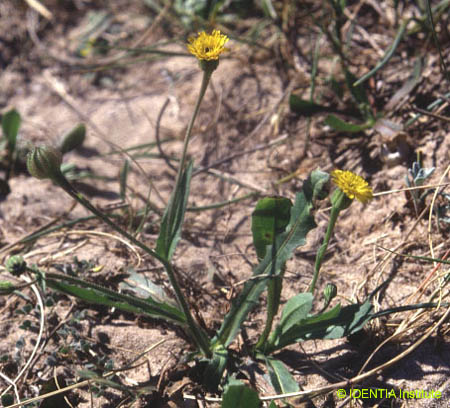 Rhagadiolus stellatus