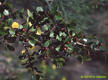 Rhamnus alaternus(2)