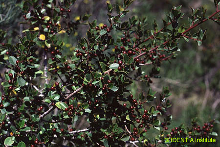 Rhamnus alaternus