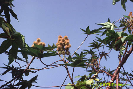 Ricinus communis