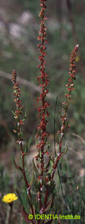 Rumex bucephalophorus