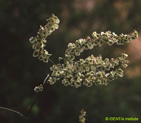 Rumex intermedius