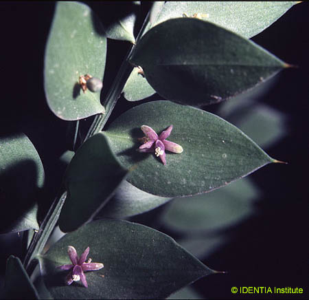 Ruscus aculeatus(2)