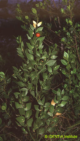 Ruscus aculeatus